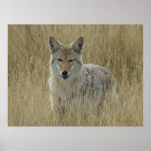 R2 Coyote in hoog gras