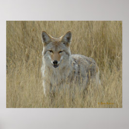 R2 Coyote in hoog gras Poster