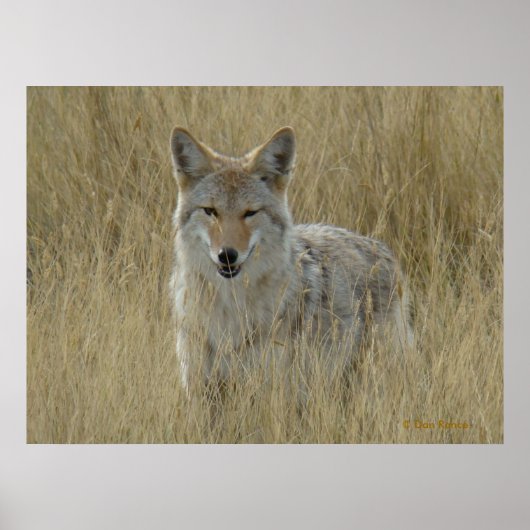 R2 Coyote in hoog gras Poster (Voorkant)