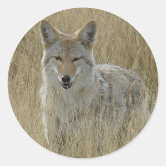 R2 Coyote in hoog gras Ronde Sticker (Voorkant)