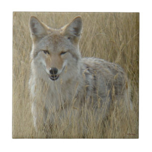 R2 Coyote in hoog gras Tegeltje