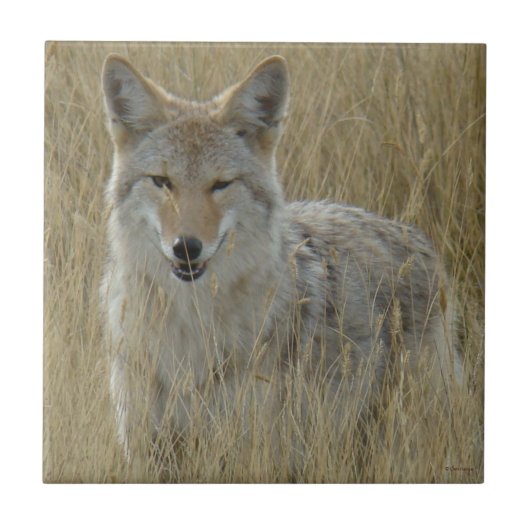 R2 Coyote in hoog gras Tegeltje (Voorkant)
