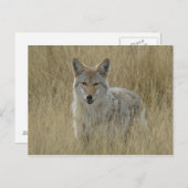 R2 Coyote in Tall Grass Briefkaart (Voorkant / Achterkant)