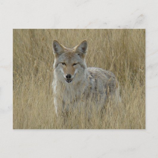 R2 Coyote in Tall Grass Briefkaart (Voorkant)