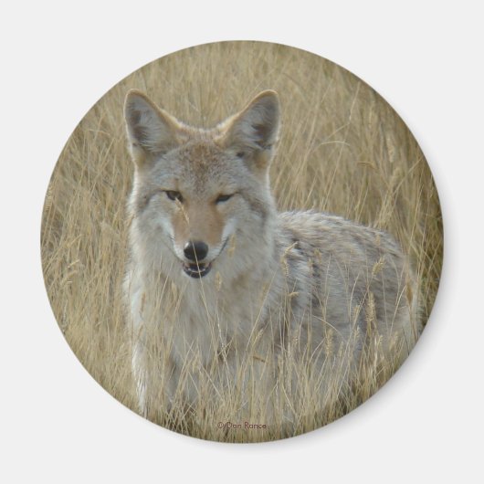 R2 Coyote in Tall Grass Magneet (Voorkant)