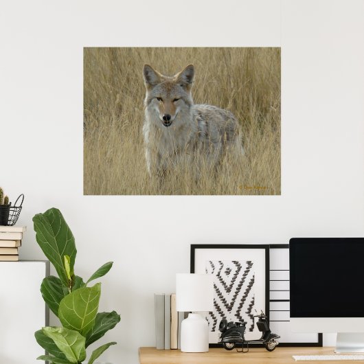 R2 Coyote in Tall Grass Poster (Thuiskantoor)