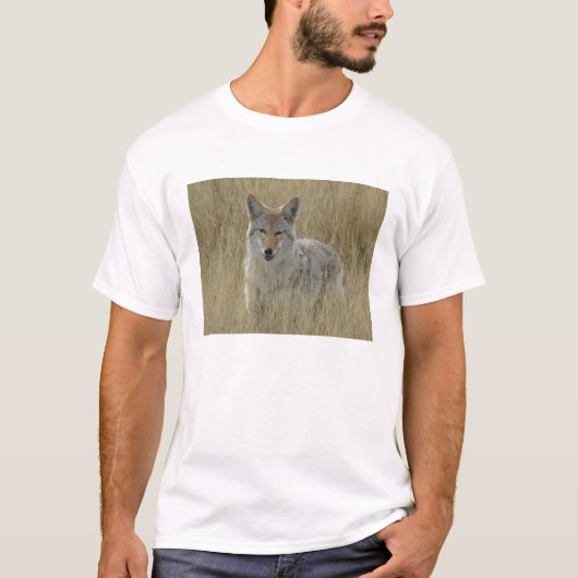 R2 Coyote in Tall Grass T-shirt (Voorkant)