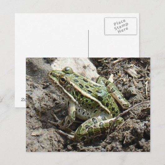 R3 Kikker van luipaard Briefkaart (Voorkant / Achterkant)