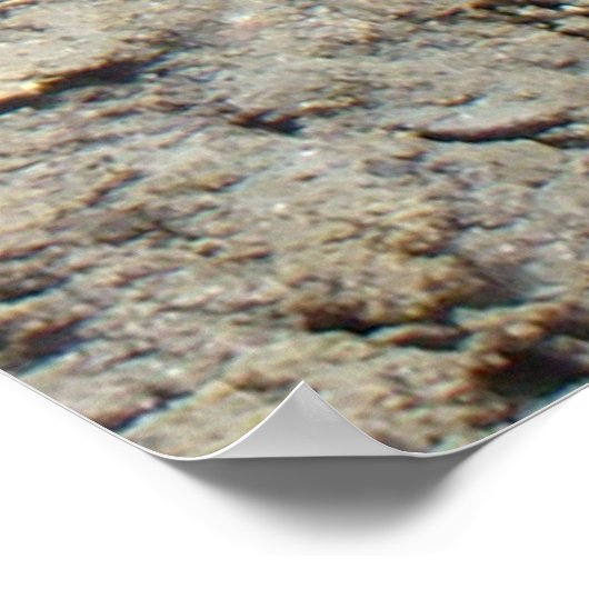 R3 Kikker van luipaard Poster (Hoek)