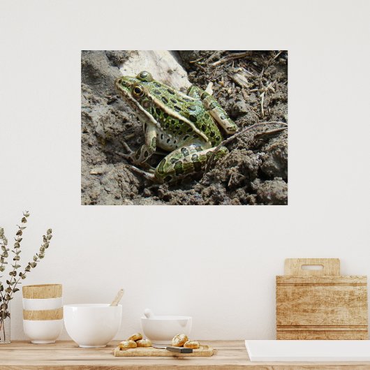 R3 Kikker van luipaard Poster (Keuken)