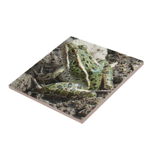 R3 Kikker van luipaard Tegeltje (Zijkant)