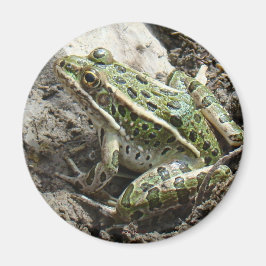 R3 Luipaardkikker Magneet