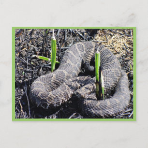r3-mo-sqr-snake sunning in burn area briefkaart