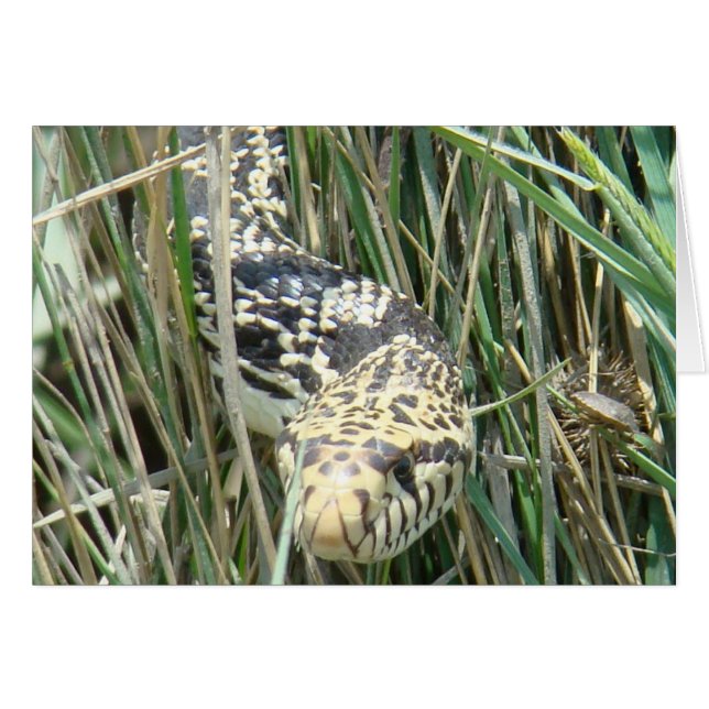 R4 Bull Snake (Voorkant Horizontaal)