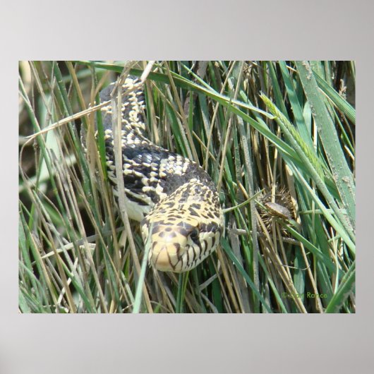 R4 Bull Snake in Grass Poster (Voorkant)