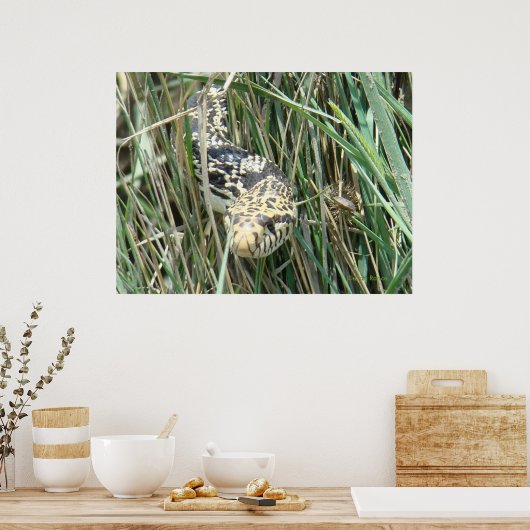 R4 Bull Snake in Grass Poster (Keuken)