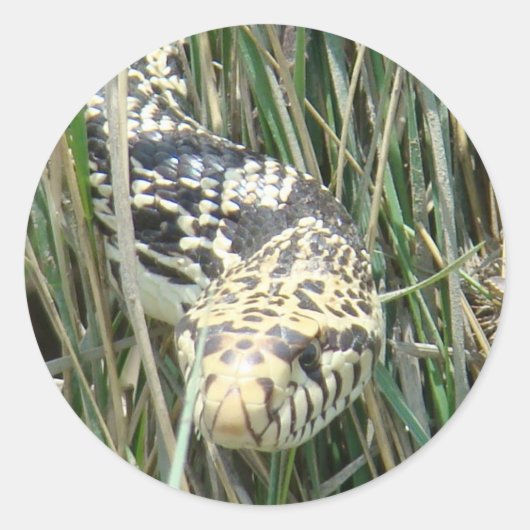 R4 Bull Snake in Grass Ronde Sticker (Voorkant)