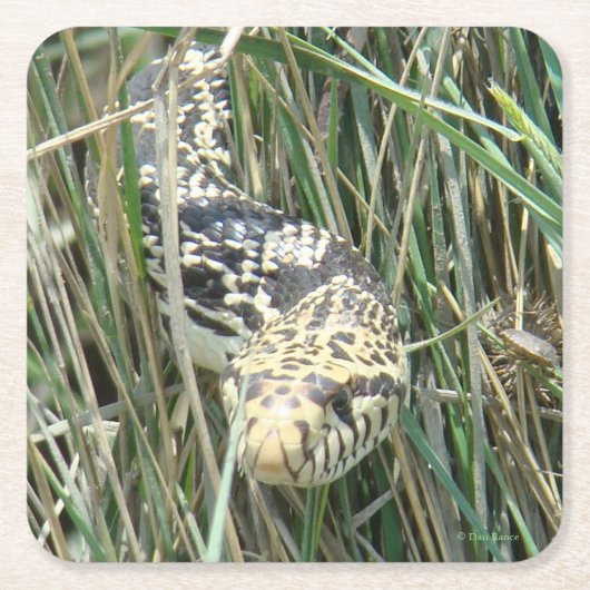 R4 Bull Snake in het gras Kartonnen Onderzetters (Voorkant)