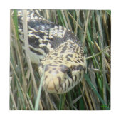 R4 Bull Snake in het graskopschot Tegeltje (Voorkant)