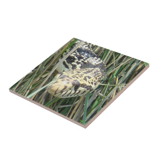 R4 Bull Snake in het graskopschot Tegeltje (Zijkant)