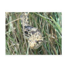 R4 Bullsnake in gras