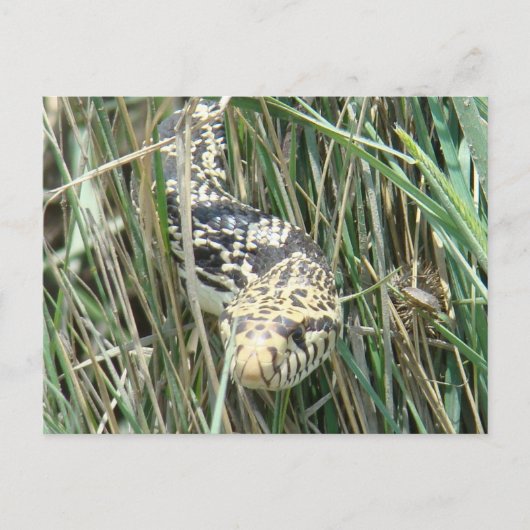 R4 Bullsnake in gras Briefkaart (Voorkant)
