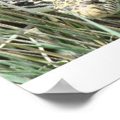 R4 Bullsnake in gras Poster (Hoek)