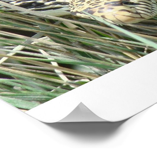 R4 Bullsnake in gras Poster (Hoek)