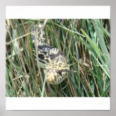 R4 Bullsnake in gras Poster (Voorkant)