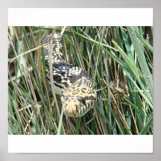 R4 Bullsnake in gras Poster (Voorkant)