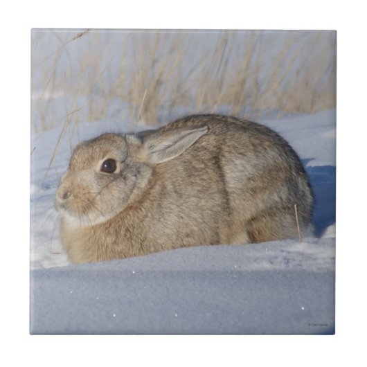 R5 Cottontail konijn in de sneeuw Tegeltje (Voorkant)