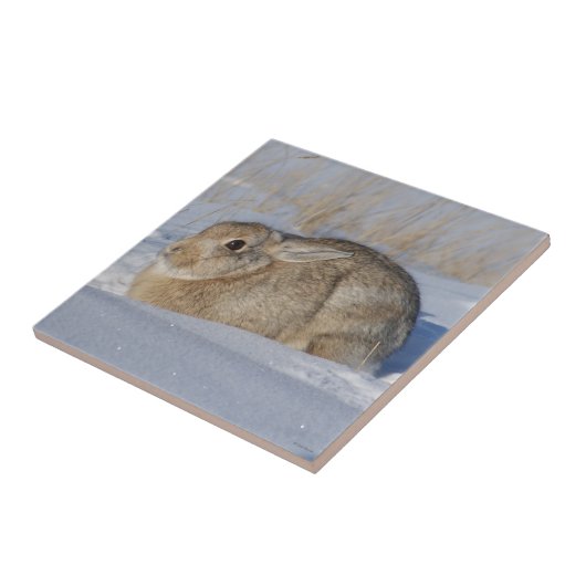 R5 Cottontail konijn in de sneeuw Tegeltje (Zijkant)