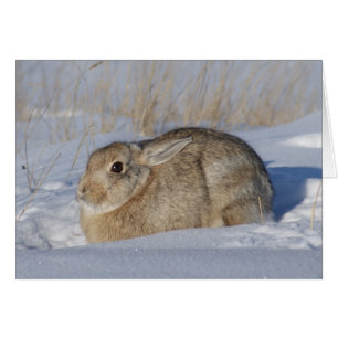 R5 Cottontail Konijn in Sneeuw