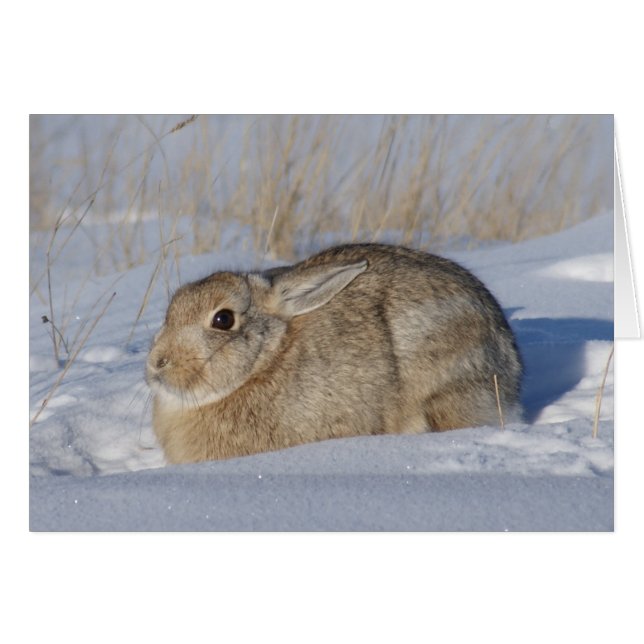 R5 Cottontail Konijn in Sneeuw (Voorkant Horizontaal)