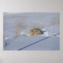 R5 Cottontail Konijn in Sneeuw