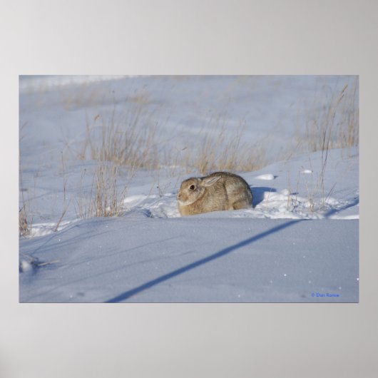 R5 Cottontail Konijn in Sneeuw Poster (Voorkant)