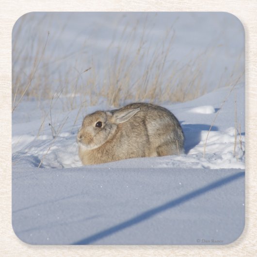 R5 Cottontail Konijn Kartonnen Onderzetters (Voorkant)
