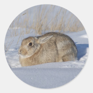 R5 Cottontail Konijn Ronde Sticker