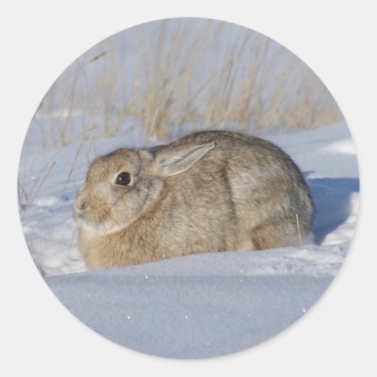 R5 Cottontail Konijn Ronde Sticker (Voorkant)
