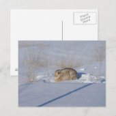 R5 Katoen konijn in sneeuw Briefkaart (Voorkant / Achterkant)