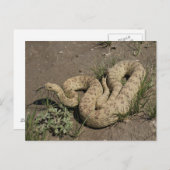 R6 Prairie Rattlesnake Briefkaart (Voorkant / Achterkant)