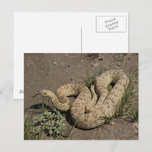 R6 Prairie Rattlesnake Briefkaart (Voorkant / Achterkant)