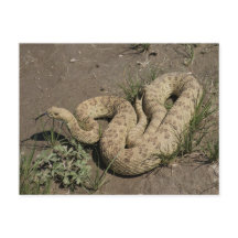 R6 Prairie Rattlesnake