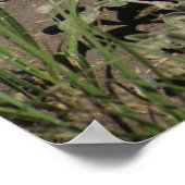 R6 Prairie Rattlesnake Poster (Hoek)