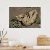 R6 Prairie Rattlesnake Poster (Keuken)