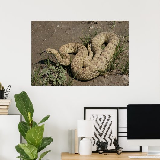 R6 Prairie Rattlesnake Poster (Thuiskantoor)