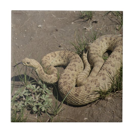 R6 Prairie Rattlesnake Tegeltje (Voorkant)