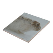 R7 Sneeuwschoehaas Kopschot Tegeltje (Zijkant)