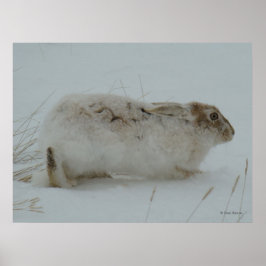 R7 Sneeuwschoenhazen klaar om te rennen Poster