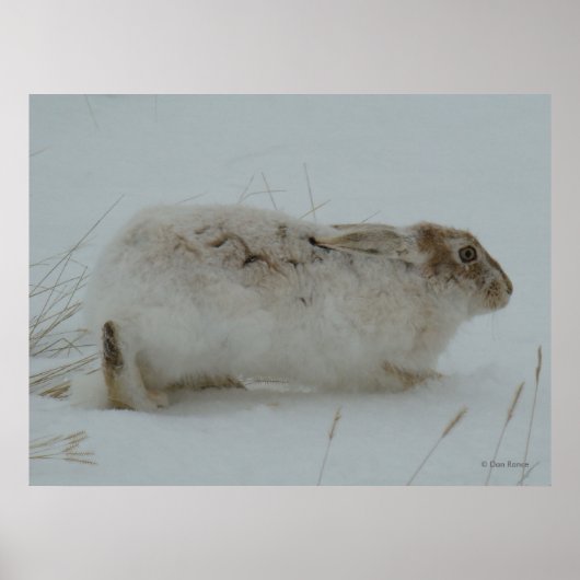R7 Sneeuwschoenhazen klaar om te rennen Poster (Voorkant)